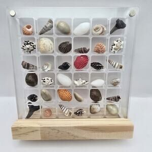 Seashells and Shark Teeth in Display Box with Stand 36 Count Beach Coastal